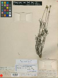 Tagetes linifolia image