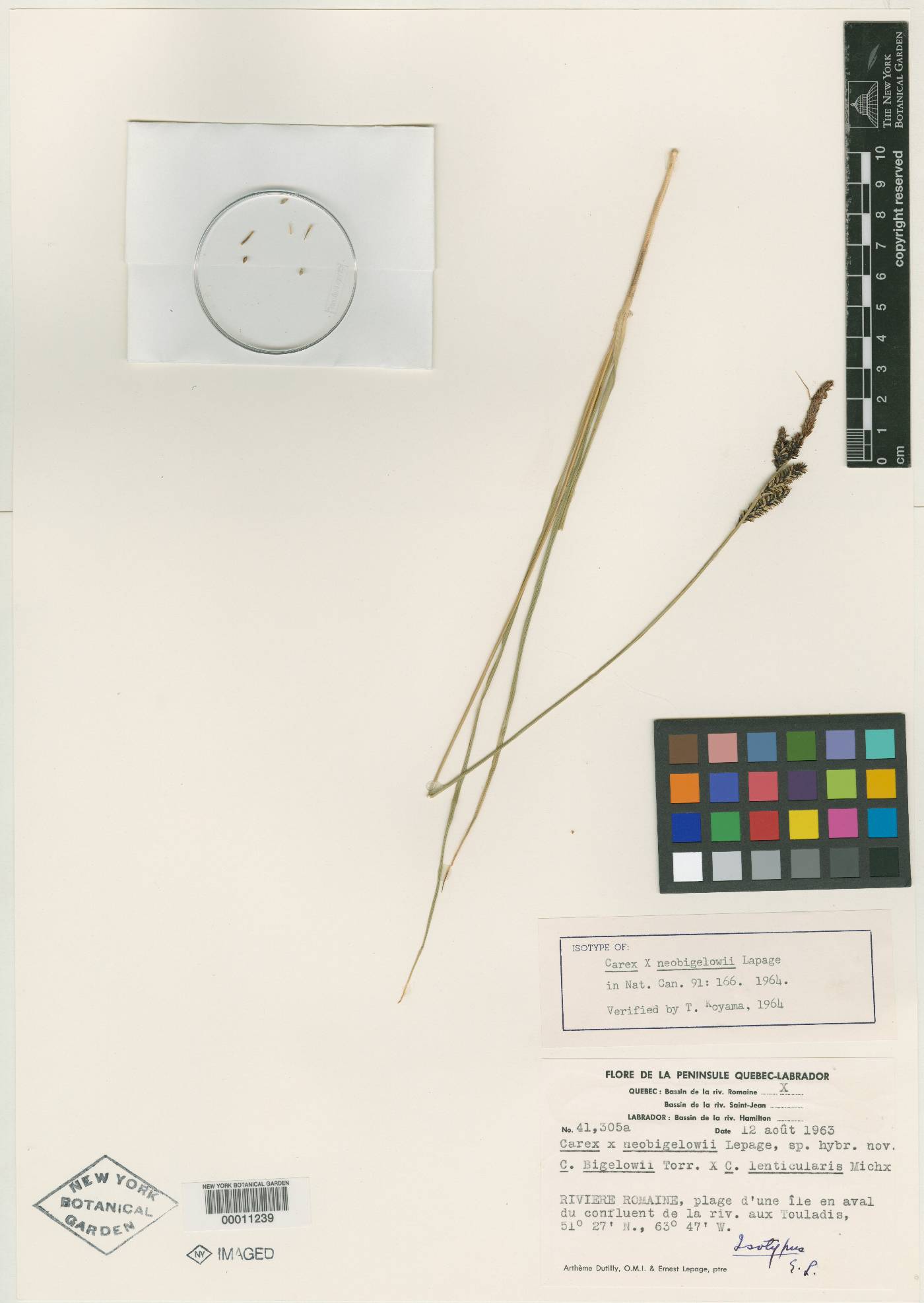 Carex neobigelowii image