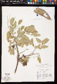 Hesperalbizia occidentalis image