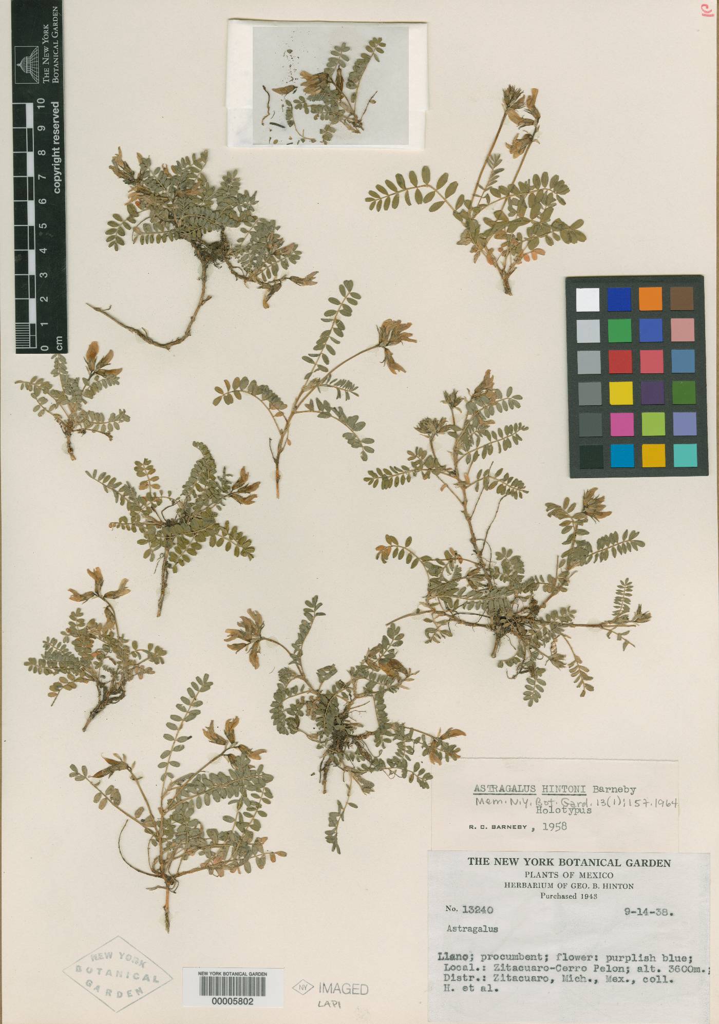 Astragalus hintonii image