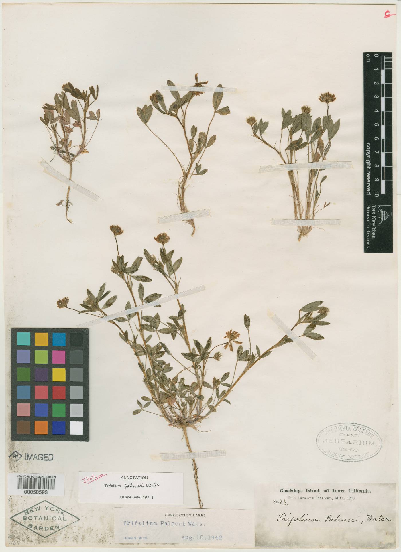 Trifolium gracilentum var. palmeri image