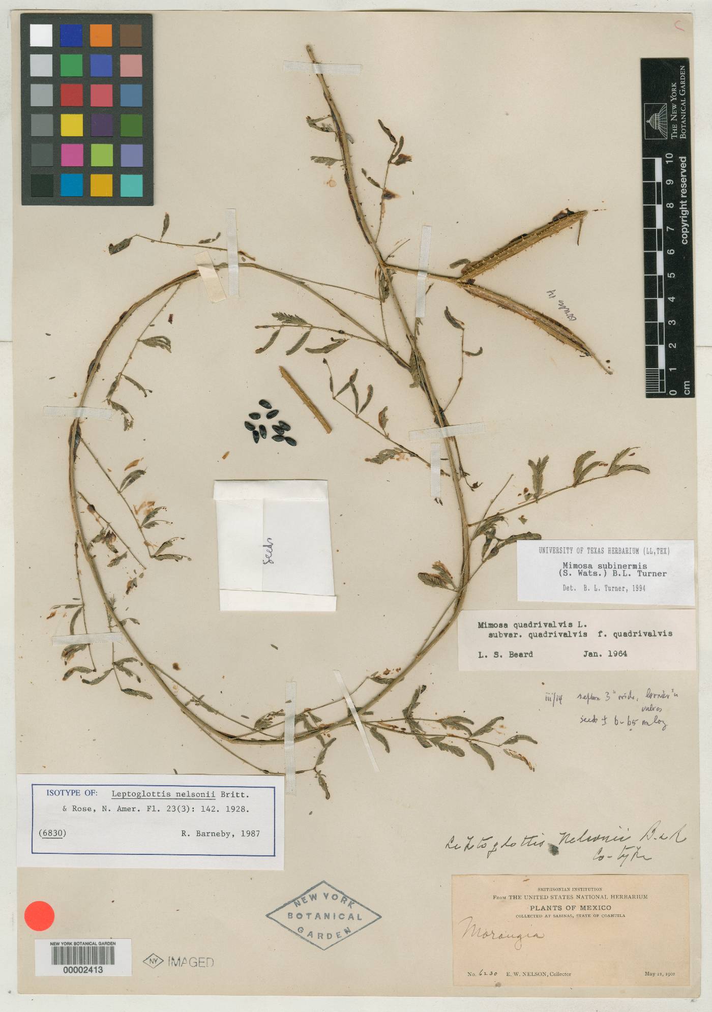 Mimosa quadrivalvis image