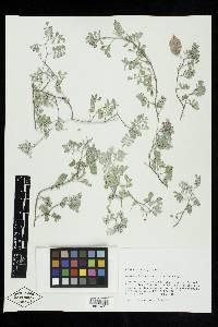 Astragalus amblytropis image