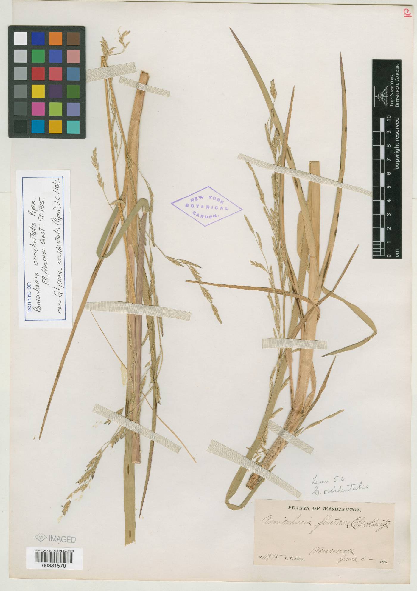 Glyceria occidentalis image