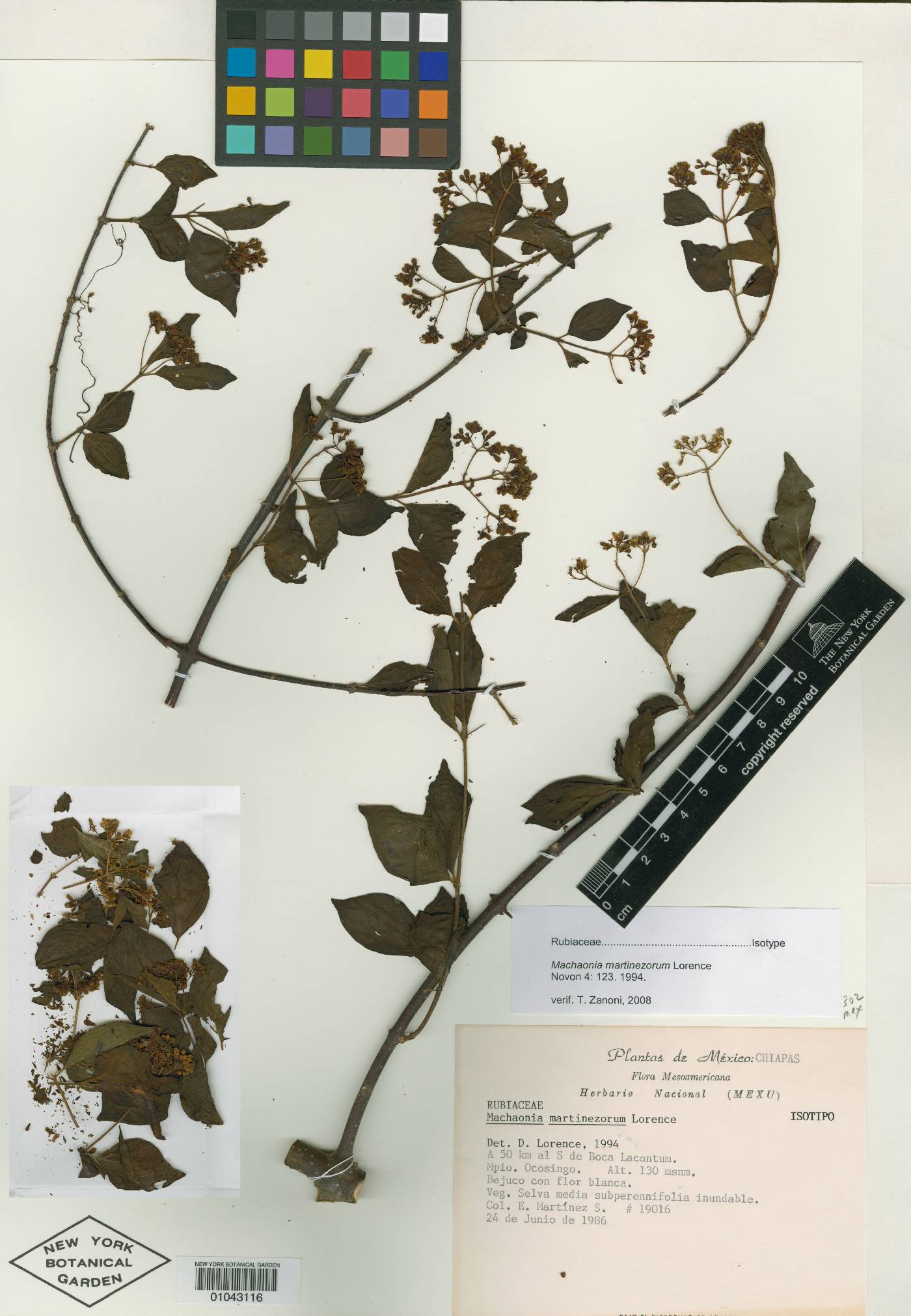 Machaonia martinezorum image