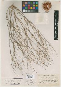 Eriogonum eastwoodianum image