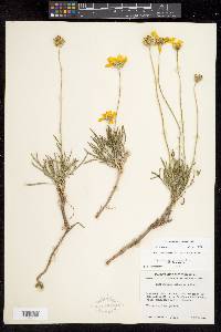 Thelesperma subnudum var. subnudum image