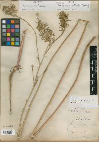 Pleurophragma platypodum image