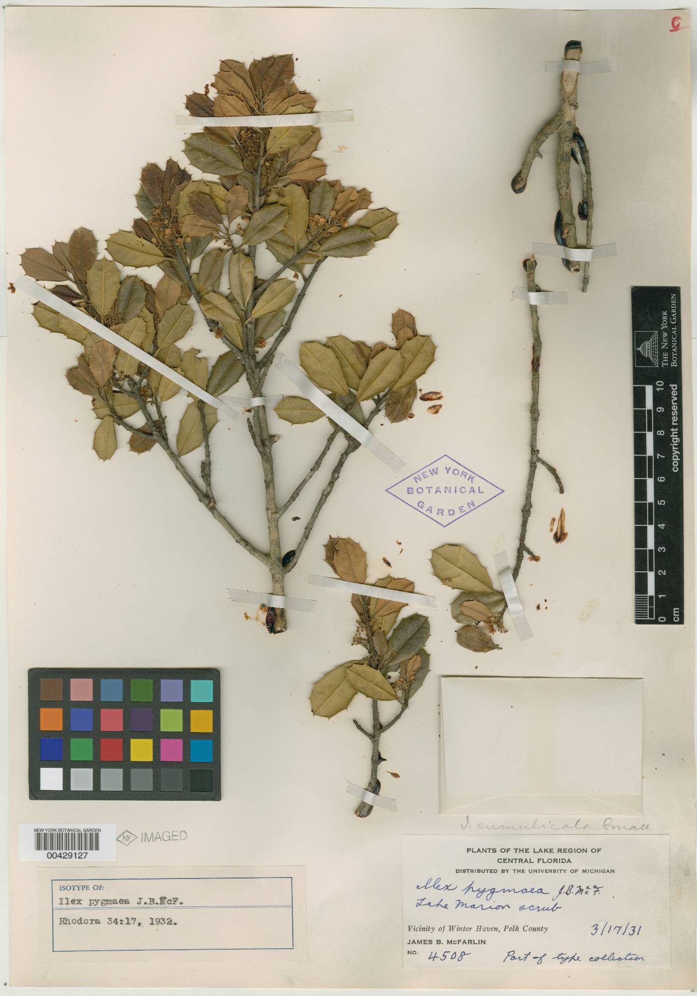 Ilex pygmaea image