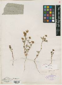 Trifolium palmeri image