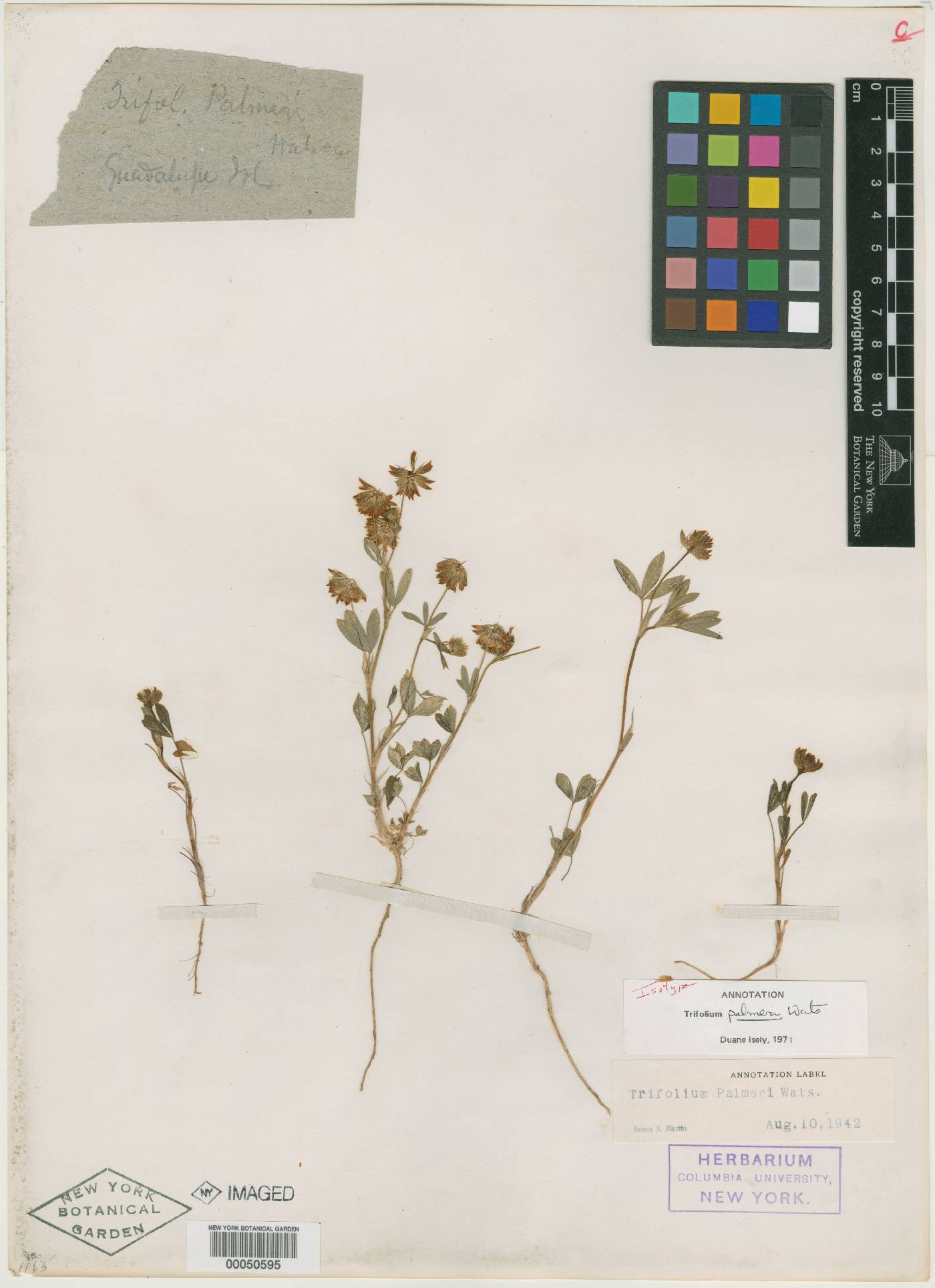 Trifolium gracilentum var. palmeri image