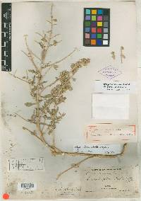 Atriplex odontoptera image