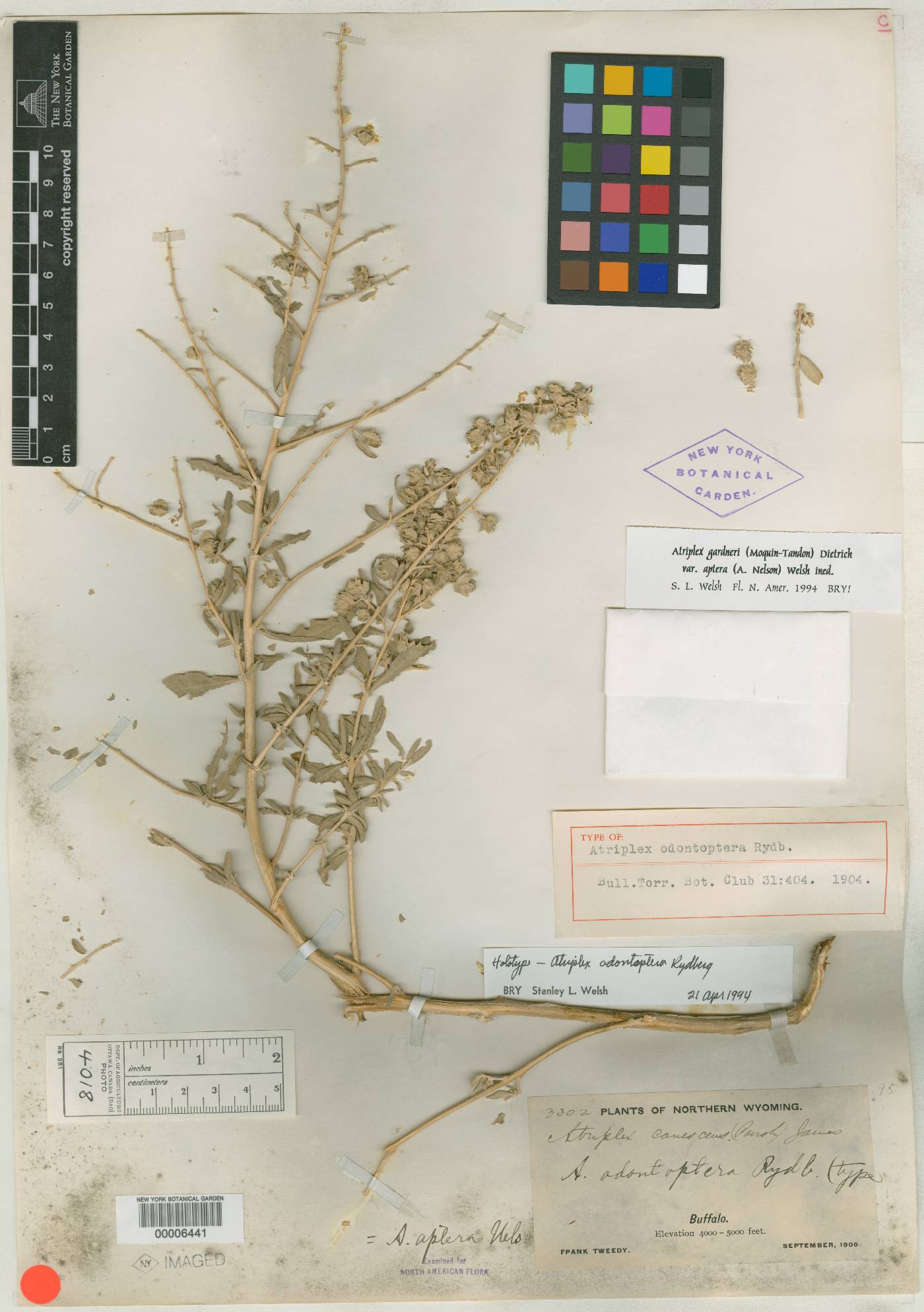 Atriplex odontoptera image