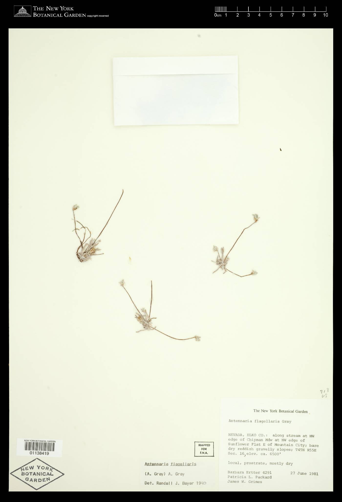 Antennaria dimorpha var. flagellaris image