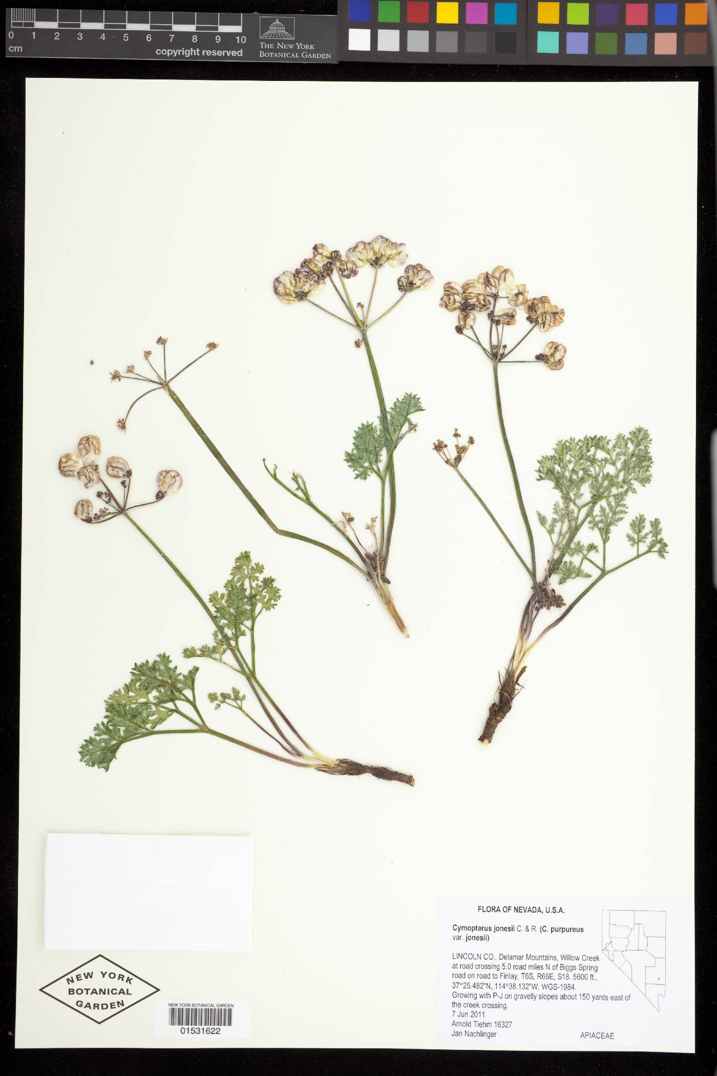 Cymopterus jonesii image