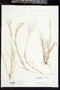 Muhlenbergia asperifolia image