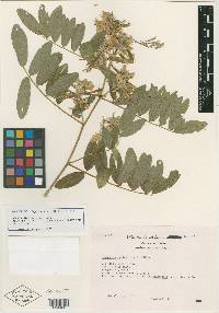 Tephrosia viridiflora image