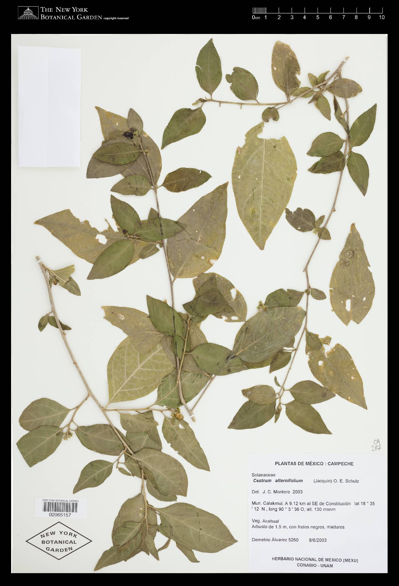 Cestrum alternifolium image