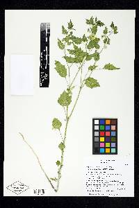 Physalis hederifolia var. fendleri image