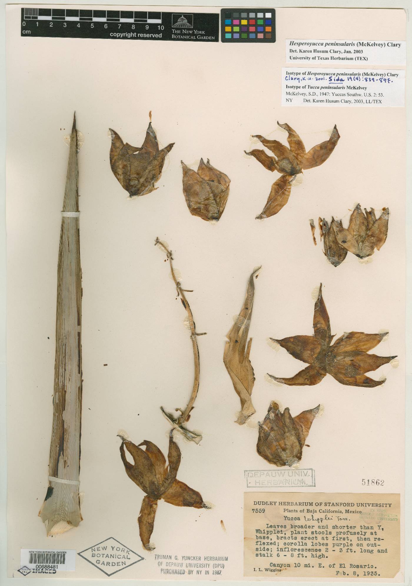 Hesperoyucca peninsularis image