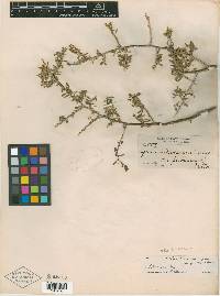Lycium andersonii var. pubescens image