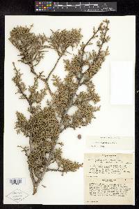 Juniperus californica image