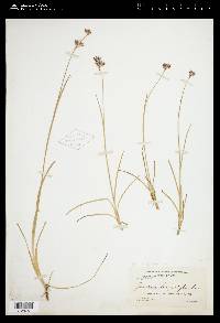 Juncus longistylis image