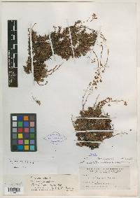 Saxifraga bronchialis subsp. austromontana image