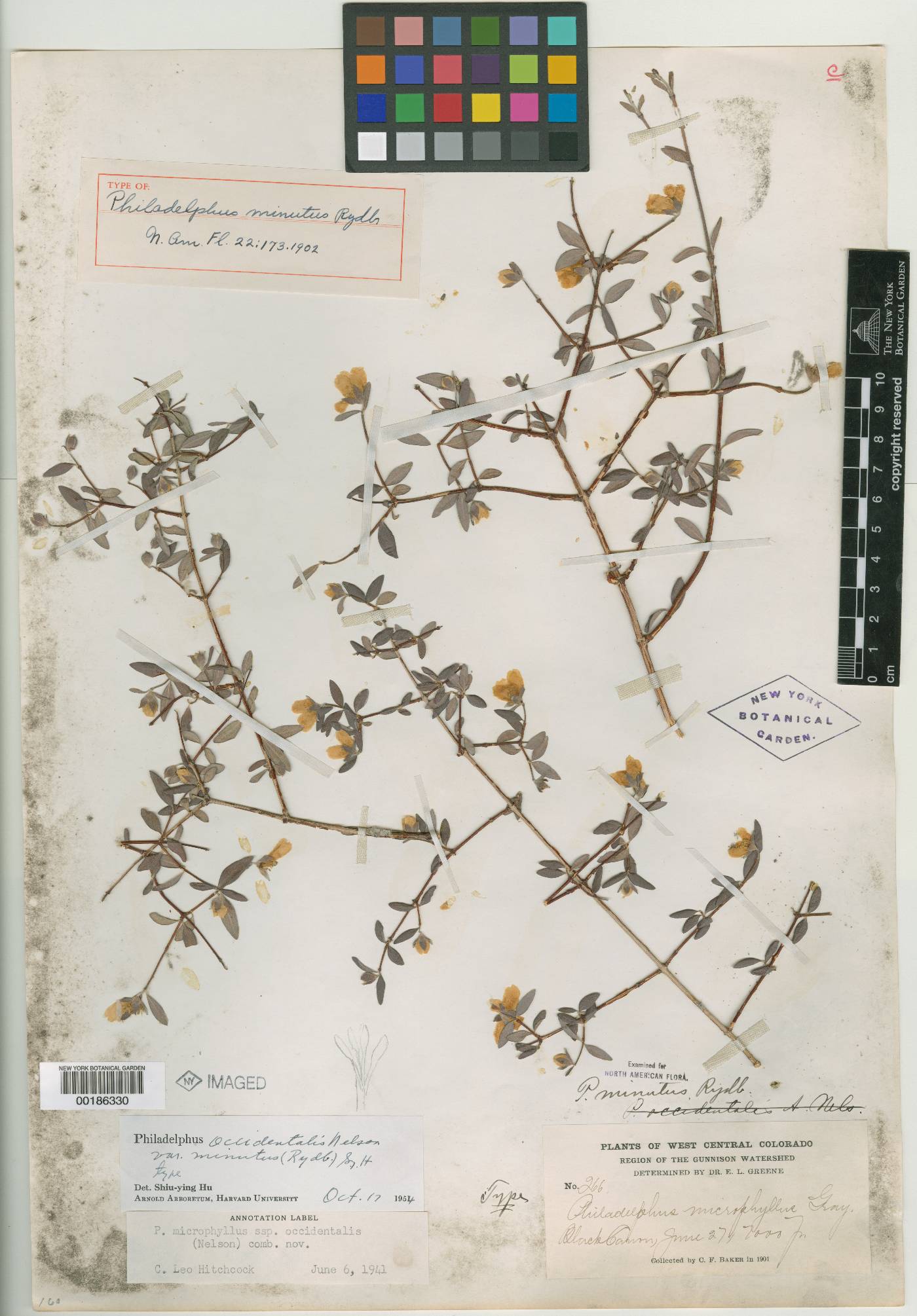 Philadelphus minutus image