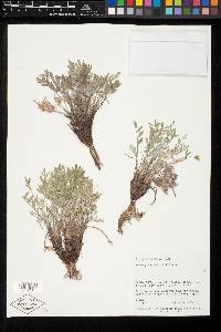 Astragalus welshii image