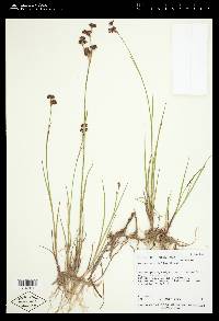 Juncus ensifolius var. ensifolius image