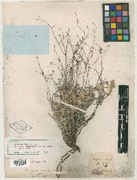 Eriogonum tenellum var. ramosissimum image