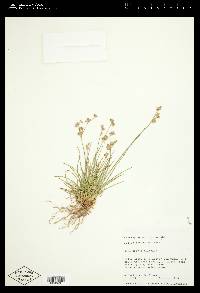 Juncus nevadensis image