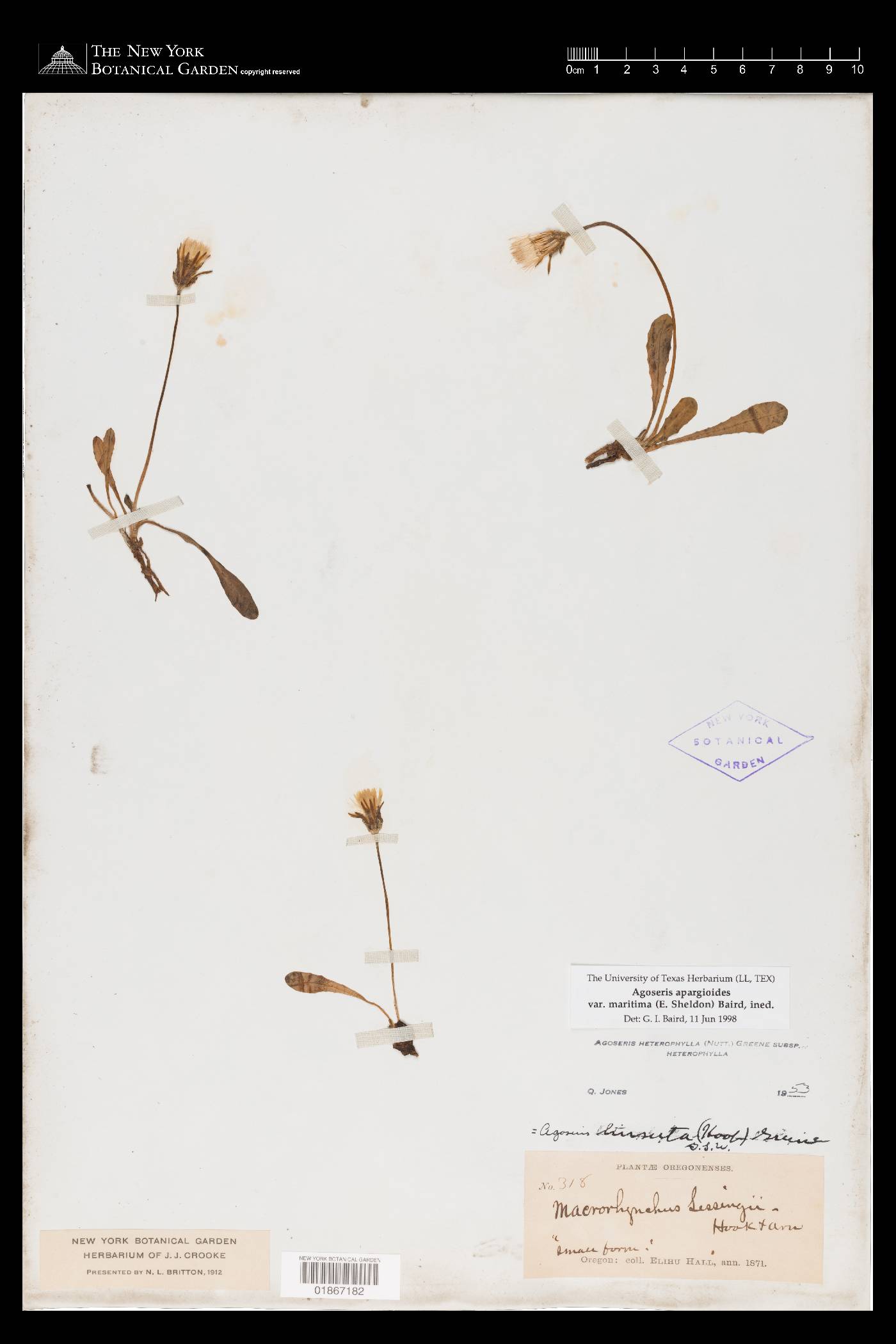 Agoseris apargioides image