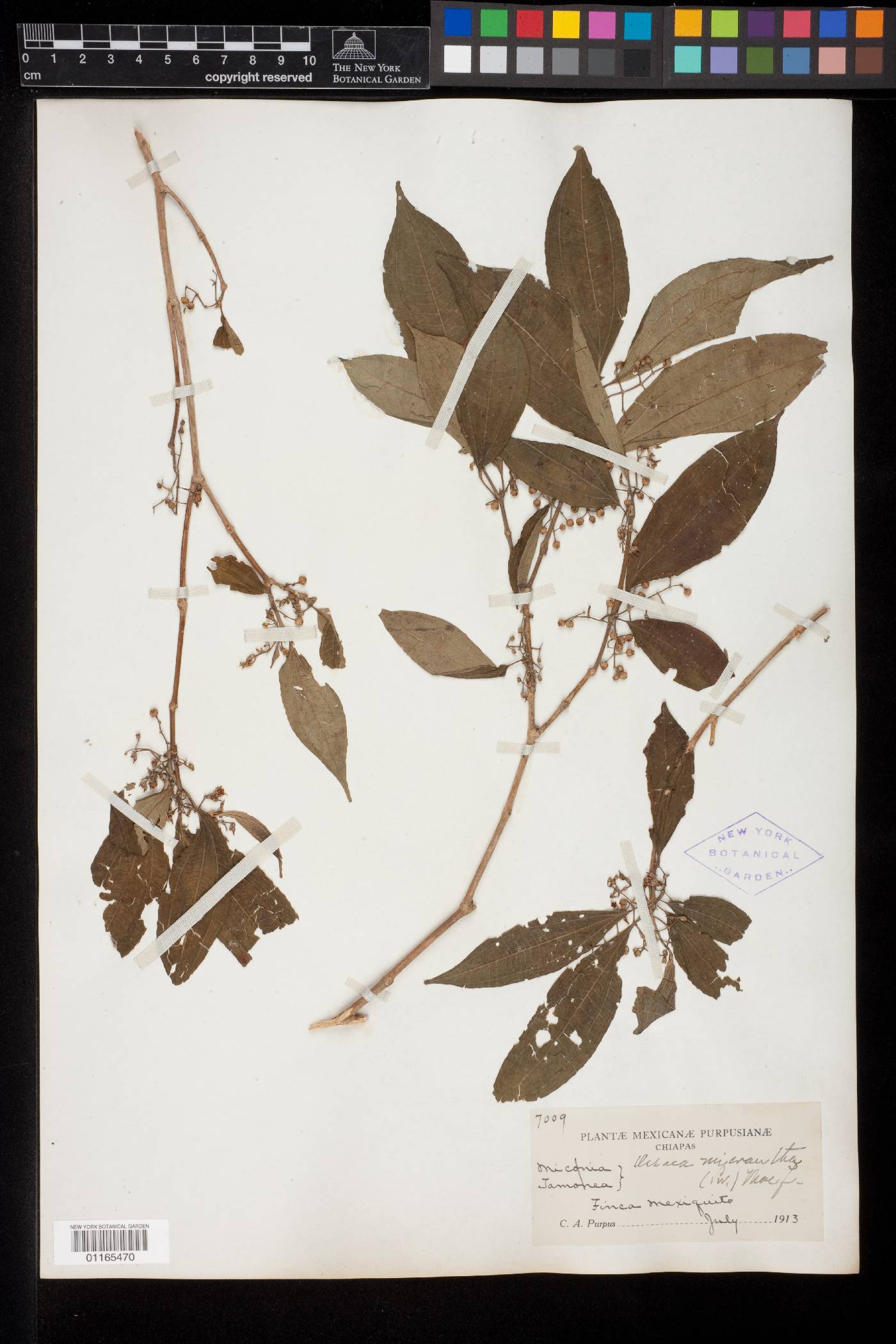 Miconia neomicrantha image
