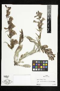 Penstemon speciosus image