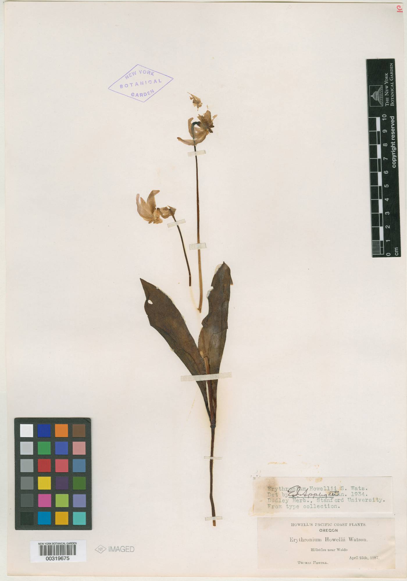 Erythronium howellii image