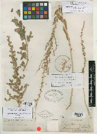 Atriplex truncata image