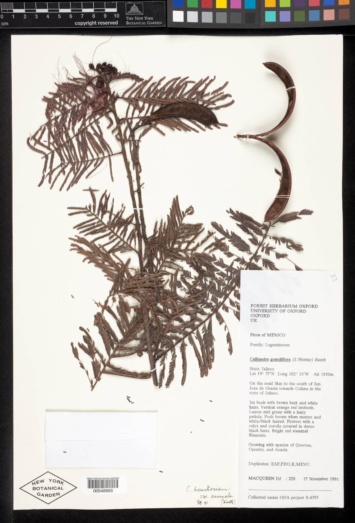 Calliandra houstoniana image