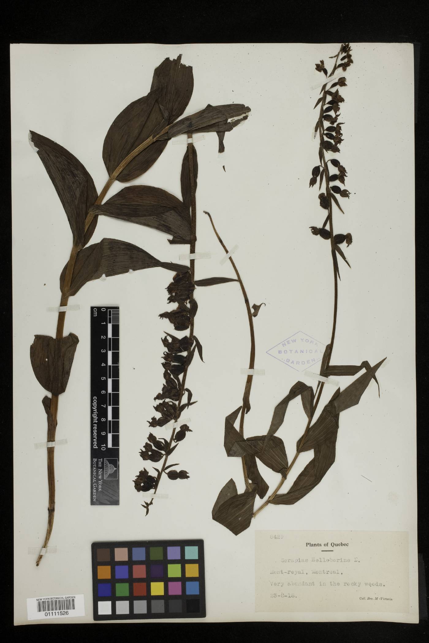 Smilax schomburgkiana image