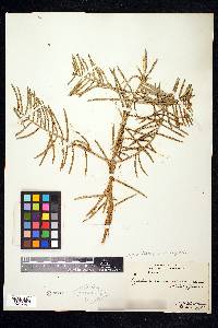 Cephalotaxus harringtonii image