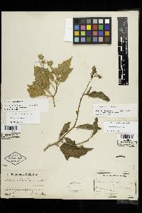 Image Associated With the Occurence