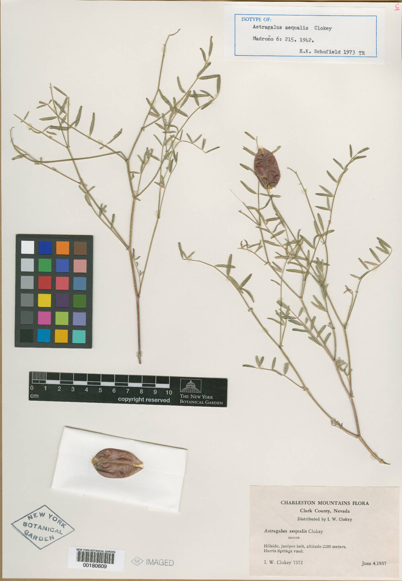 Astragalus aequalis image