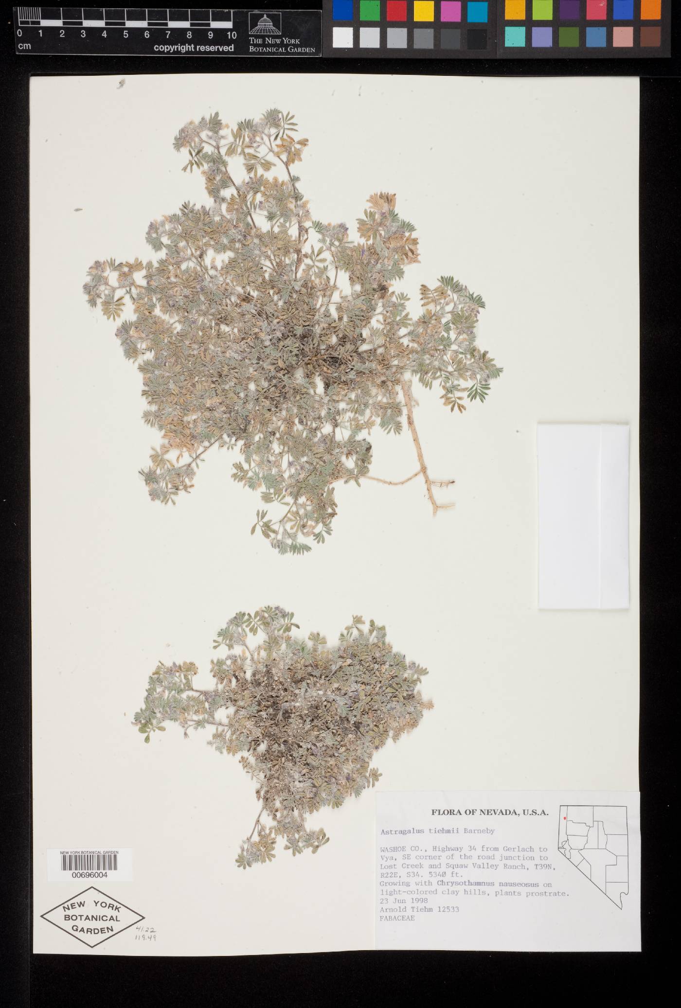Astragalus tiehmii image