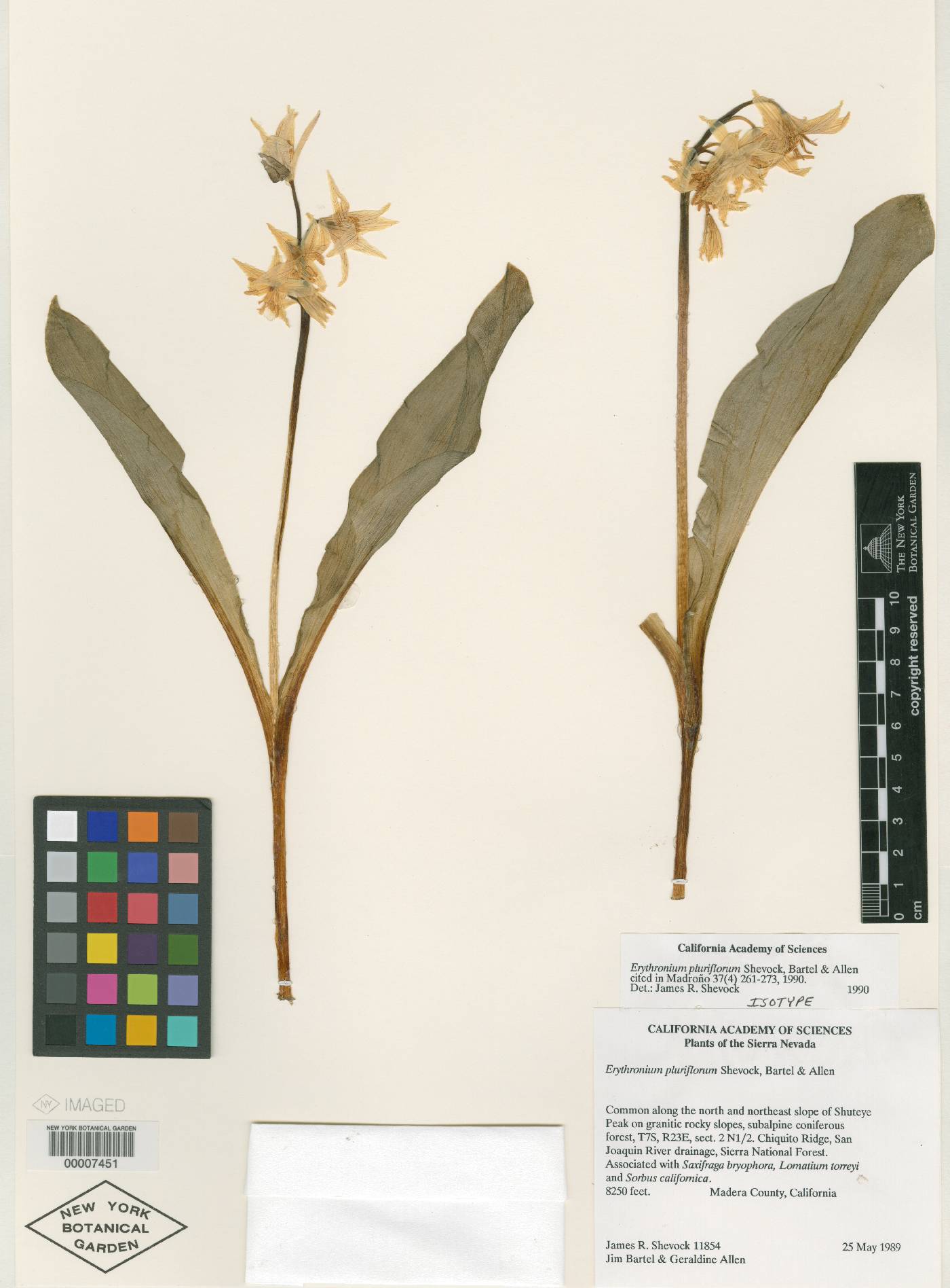 Erythronium pluriflorum image