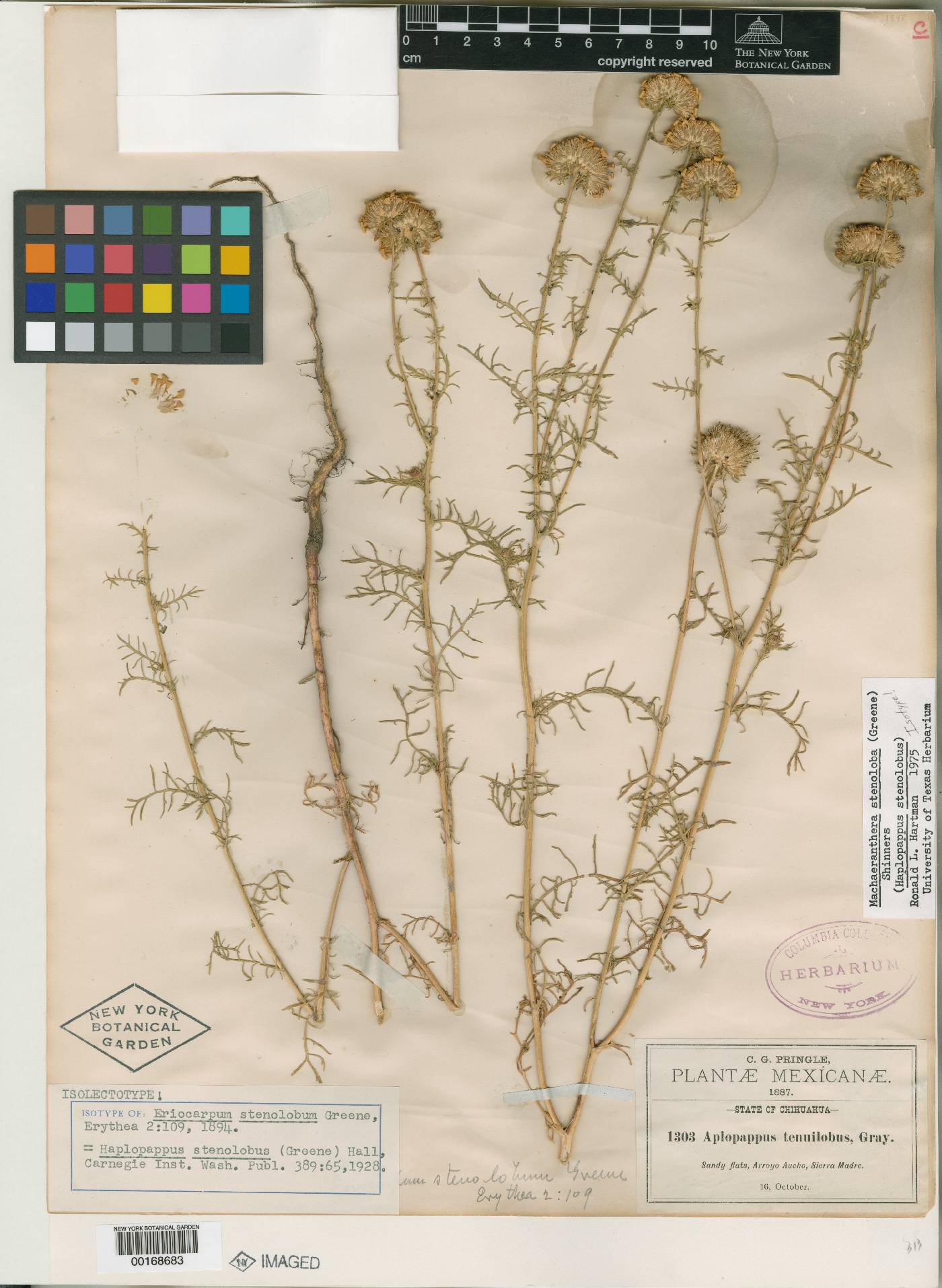 Eriocarpum stenolobum image
