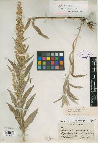 Image of Artemisia argophylla