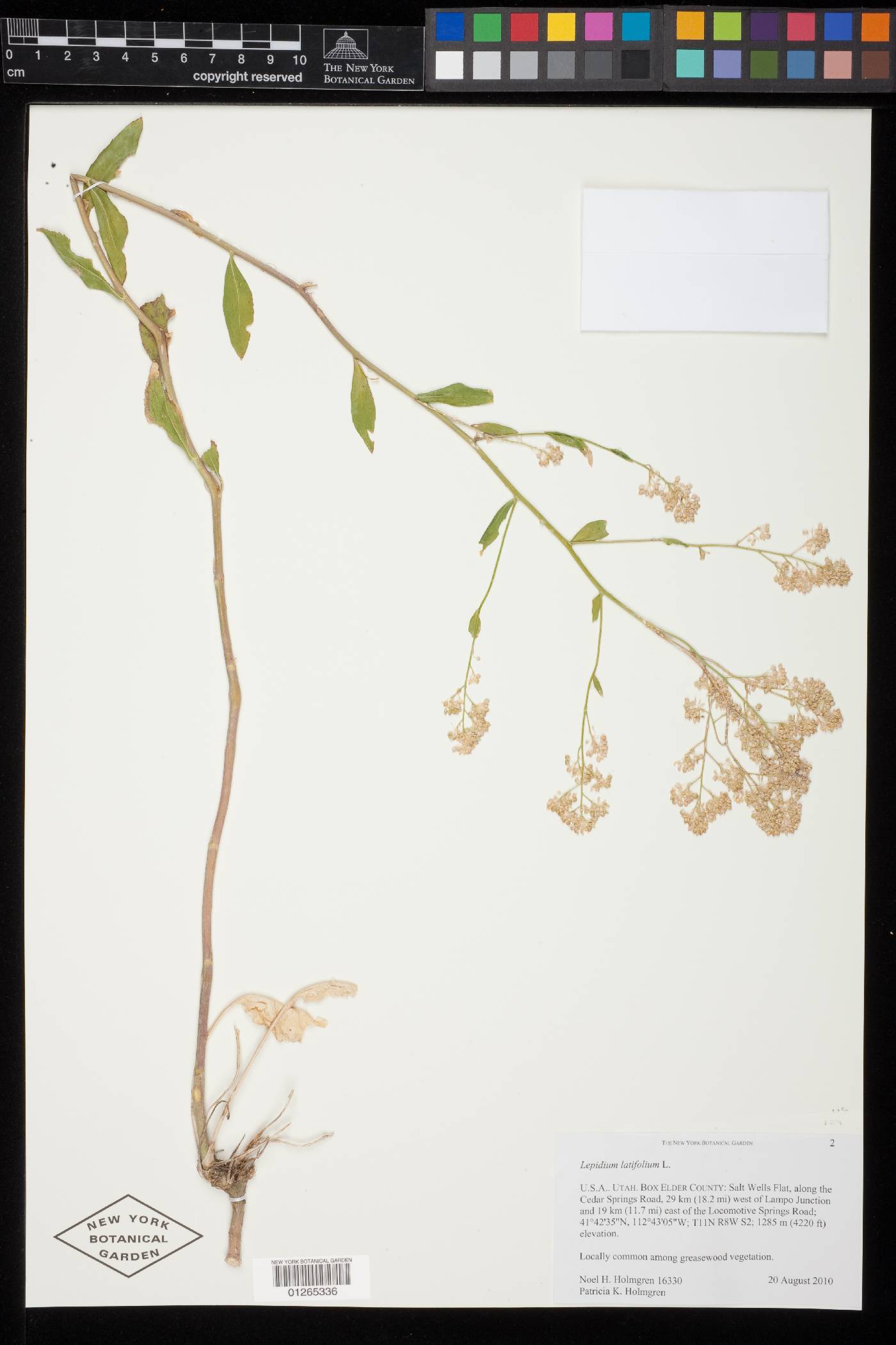 Lepidium latifolium image