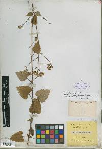 Stevia latifolia image