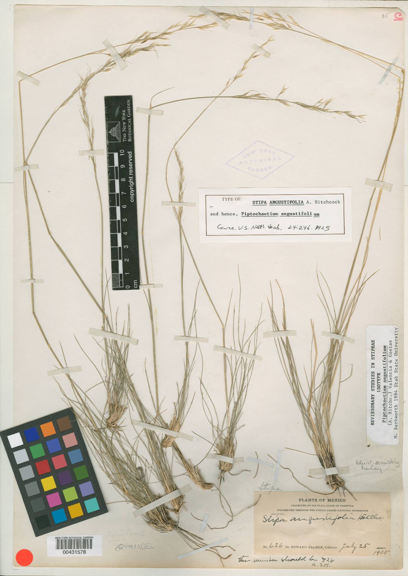 Piptochaetium angustifolium image